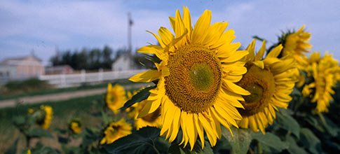 sunflower